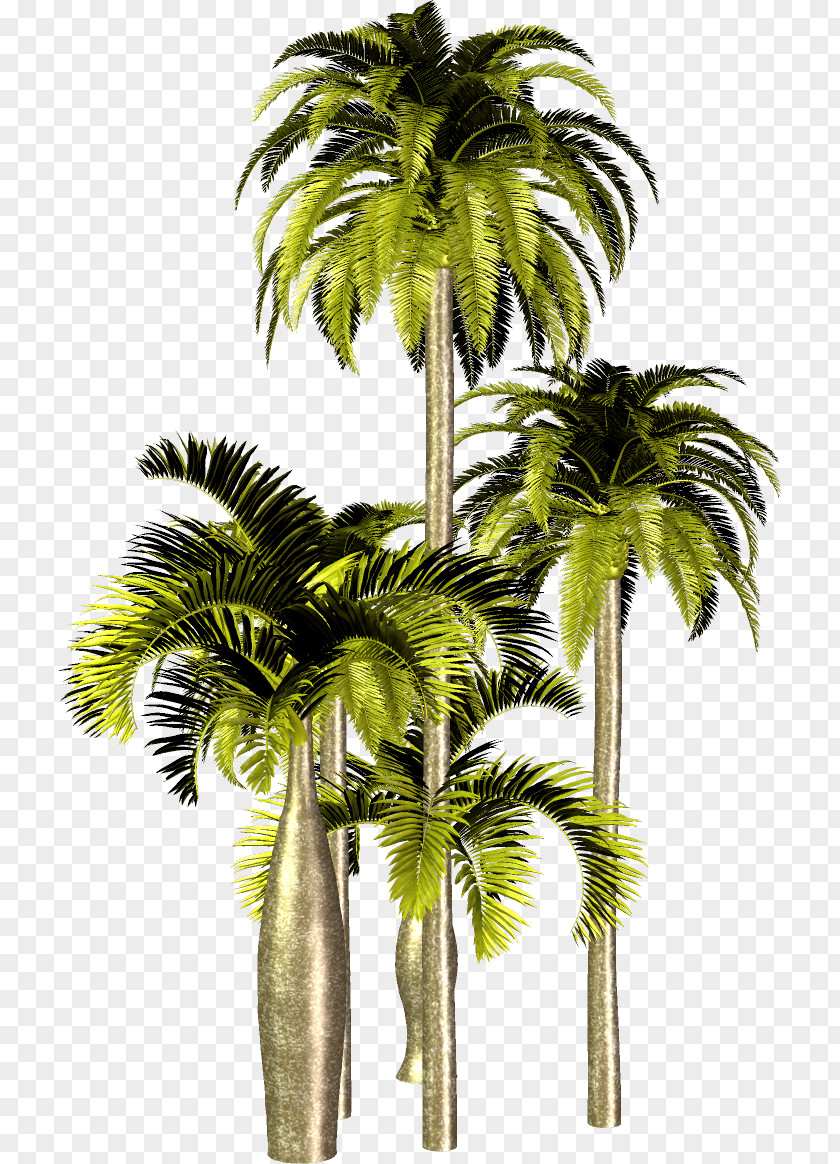Tree Asian Palmyra Palm Attalea Speciosa Arecaceae Clip Art PNG