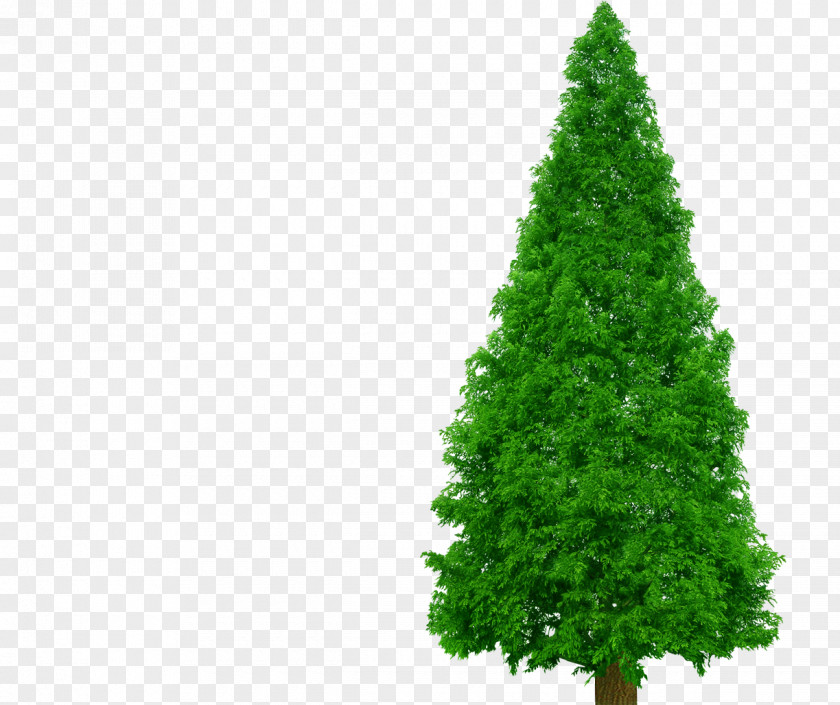 Tree Spruce Pine Clip Art PNG