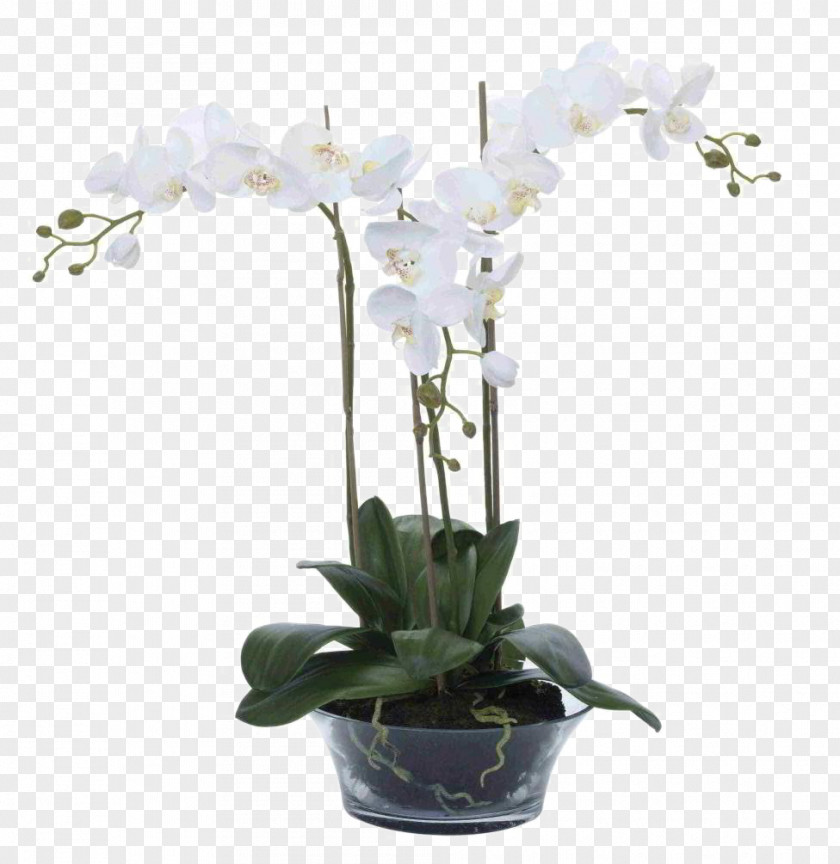 White Phalaenopsis Flowers Moth Orchids Mirror Flower Vase PNG