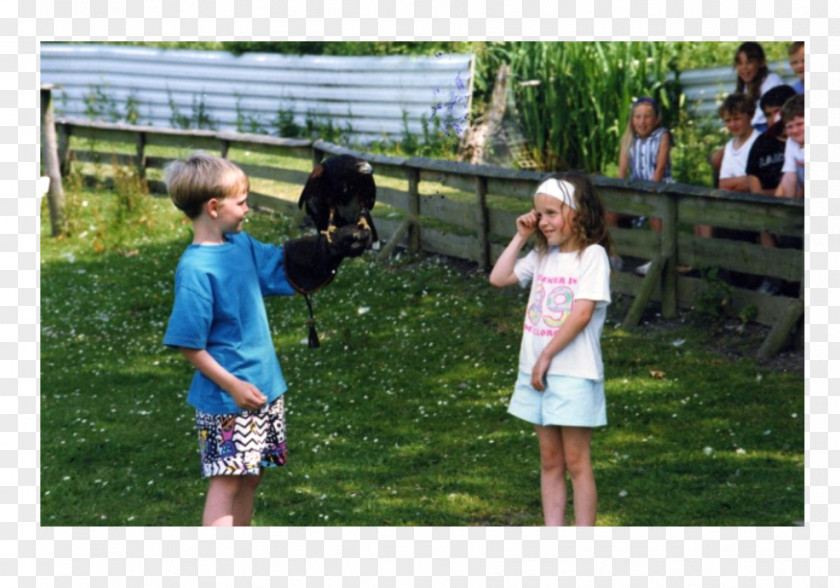 Famous Tourist Sites Welsh Hawking Centre Bird Of Prey Recreation Park PNG