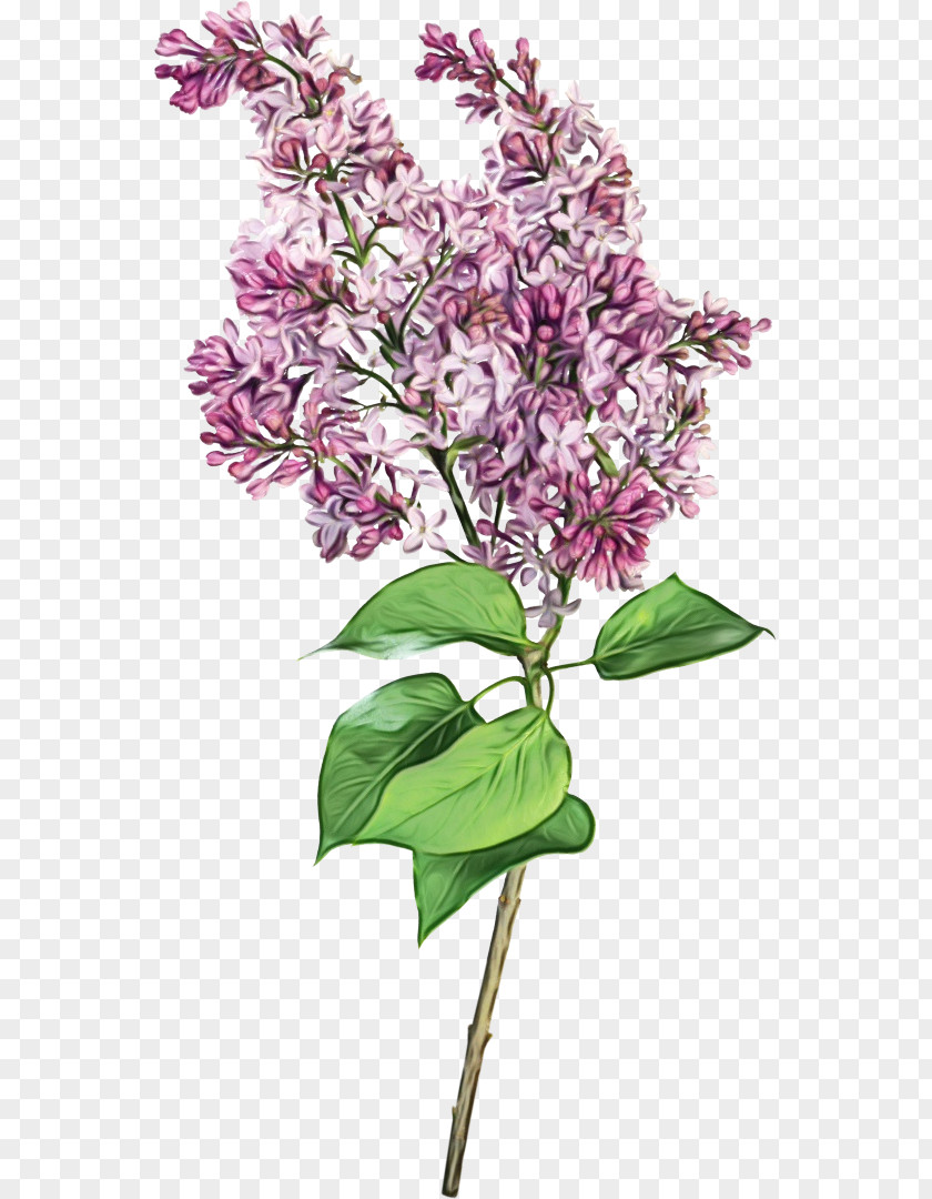 Flower Plant Lilac Cut Flowers PNG