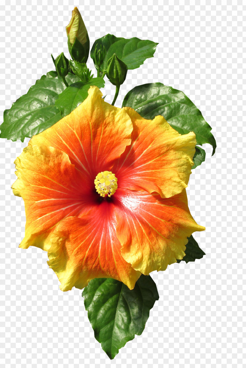 Hibiscus Rosasinensis Shoeblackplant Image Swamp Rose Mallow Clip Art PNG