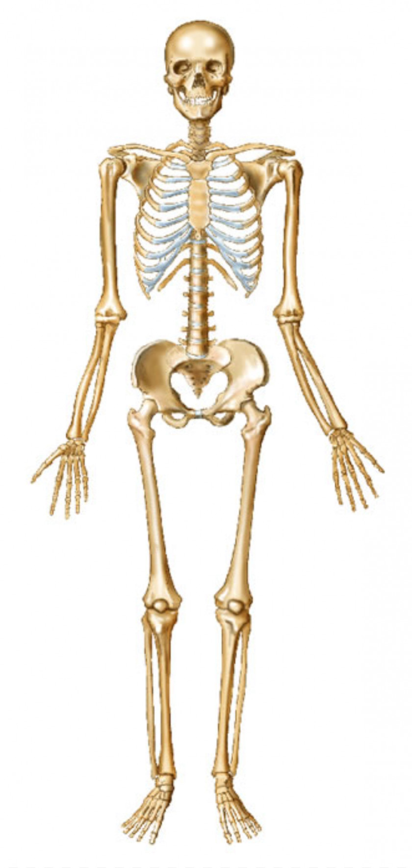Skeleton Human Bone Body Joint PNG