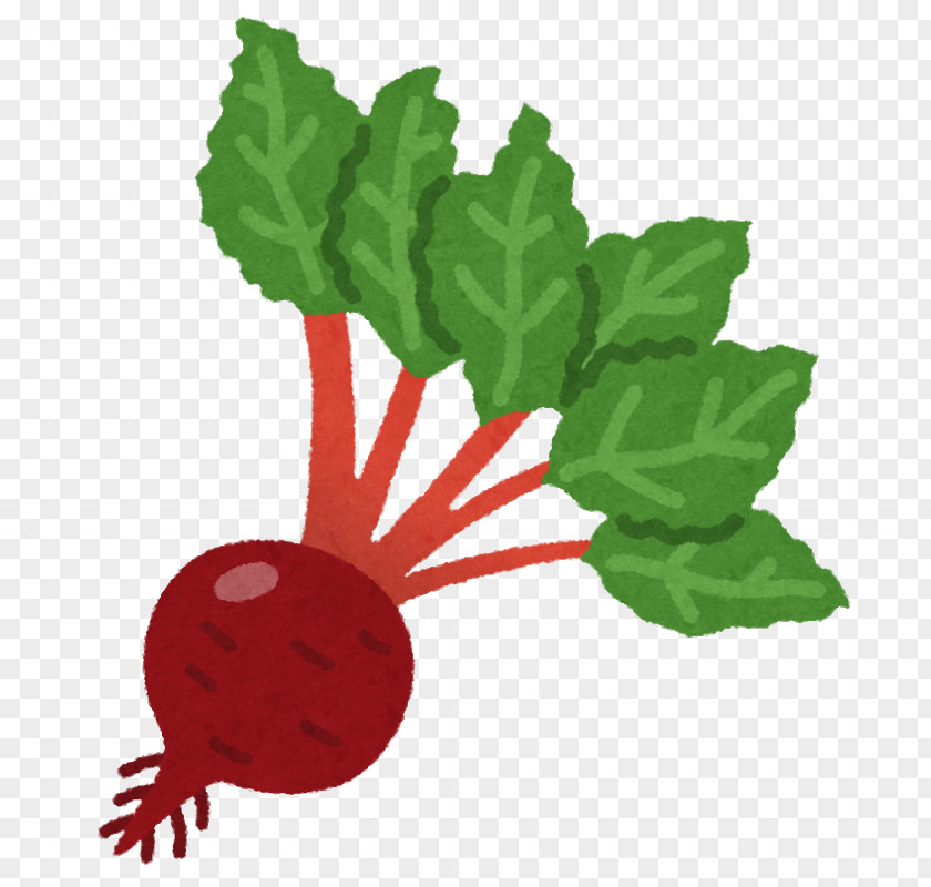 Sugar Beet いらすとや Leaf Vegetable PNG