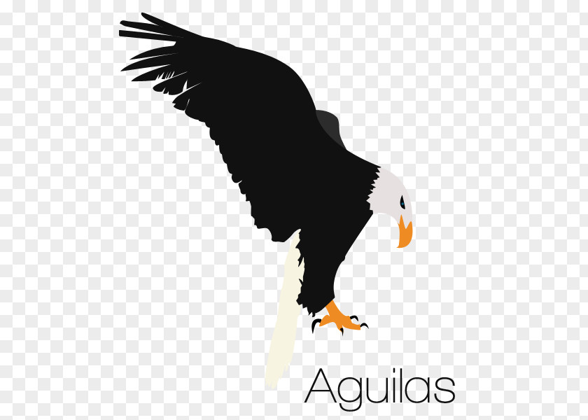 Eagle Bald Euclidean Vector Logo Graphics PNG