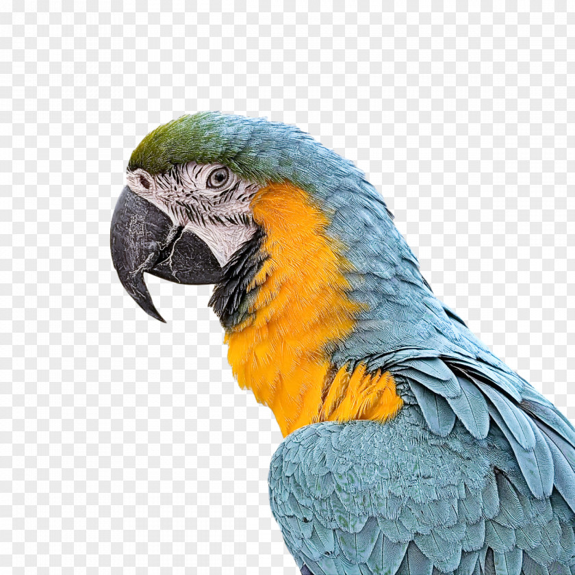 Feather PNG