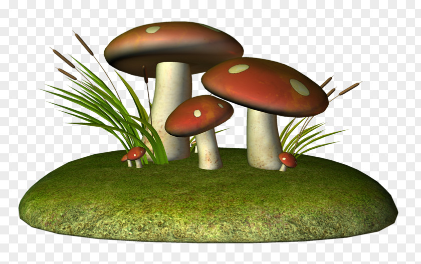 Mushroom Drawing Fungus Pencil PNG