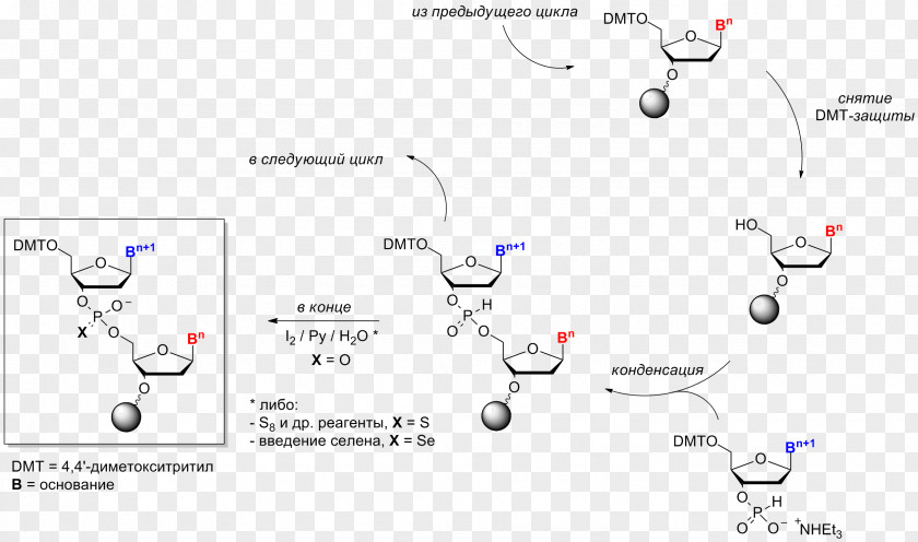 Oligonucleotide Synthesis Chemistry Nucleic Acid Chemical PNG