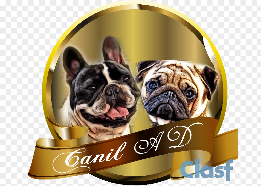 Puppy French Bulldog Pug Dog Breed PNG