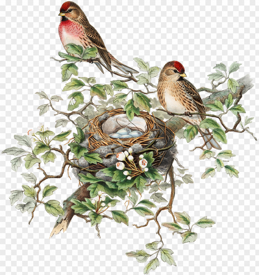 Bird The Birds Of Australia Great Britain America Painting PNG