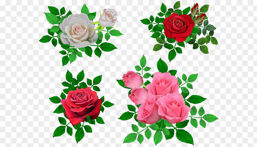 Flower Garden Roses Cabbage Rose Beach Petal PNG