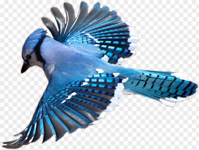 Flying Bird Birdwatching Blue Jay Flight PNG