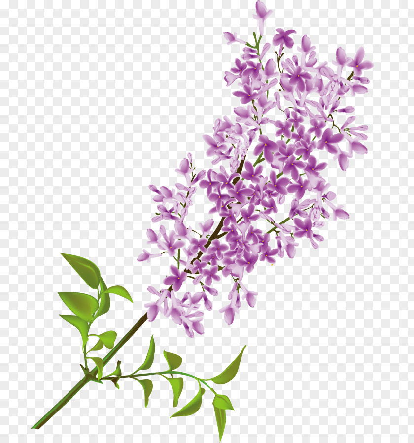 Lilac Flower Common Clip Art PNG