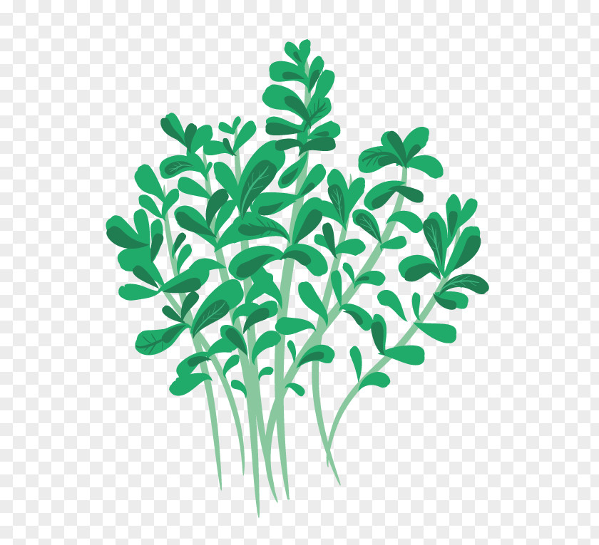 Mentha Spicata Greenify Oregano Stuffing Herb Leaf Vegetable PNG