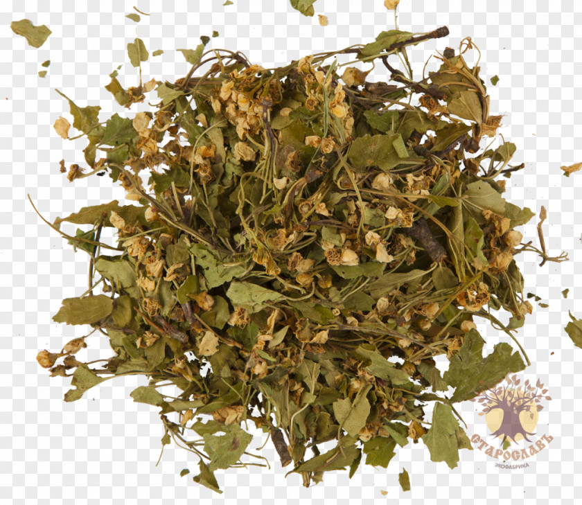 Tea Masala Chai Herb Oolong Hōjicha PNG