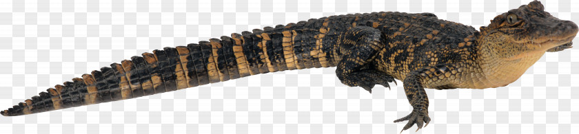 Alligator Crocodile Caiman Chinese American PNG