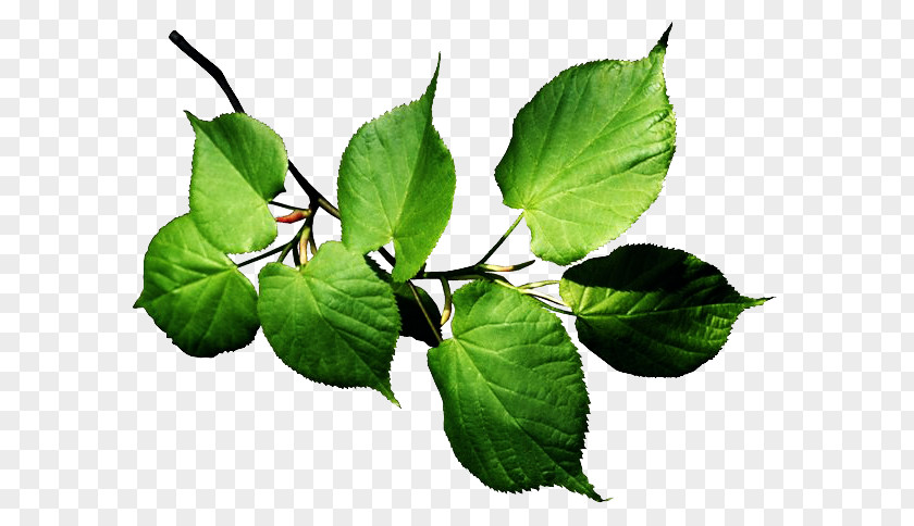 Leaf Autumn Plant PNG