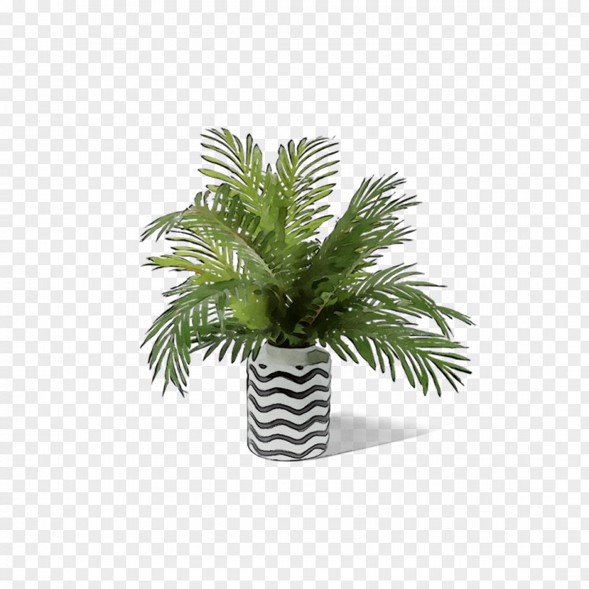 Palm Trees Flowerpot Houseplant Leaf PNG