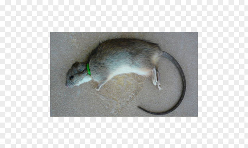 Rat Gerbil Dormouse Fauna PNG