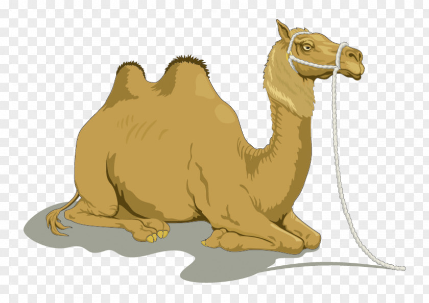 Vector Camel Dromedary Bactrian Clip Art PNG