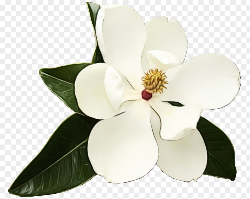 Blossom Anthurium White Flower Petal Plant Magnolia PNG