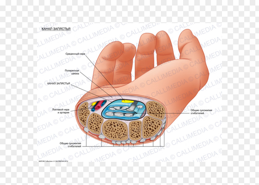 Hand Carpal Tunnel Human Anatomy Bones Wrist PNG