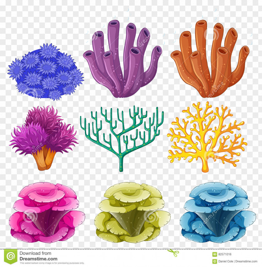 Jellyfish Coral Reef Stock Photography Vector Graphics PNG