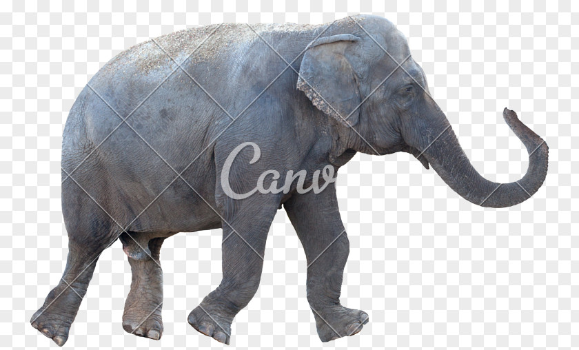 Maa Stock Photography African Elephant Royalty-free PNG
