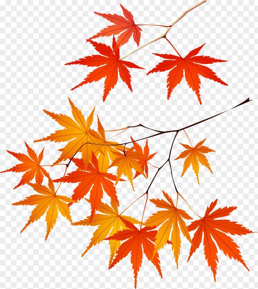 Maple Leaf Adobe Illustrator Euclidean Vector PNG