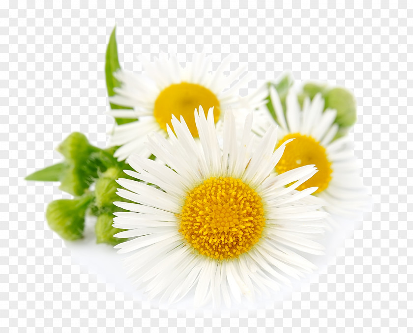 Oil Roman Chamomile German Essential PNG