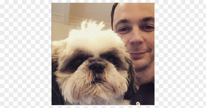 Puppy Jim Parsons Shih Tzu Lhasa Apso Chinese Imperial Dog PNG