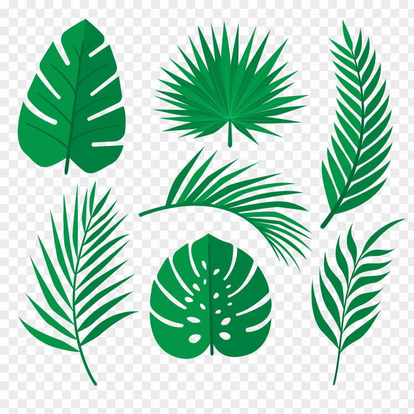 Tropical Leaves Palm Trees Rainforest Leaf Image Vector Graphics PNG