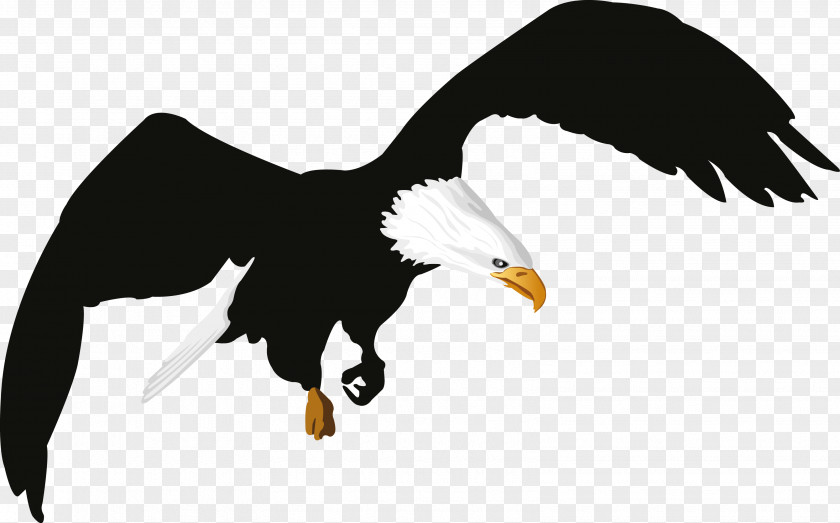 Crow Eagle Clip Art PNG