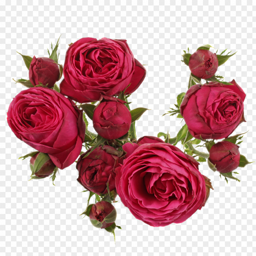Flower Garden Roses Cabbage Rose Floribunda Floral Design Cut Flowers PNG
