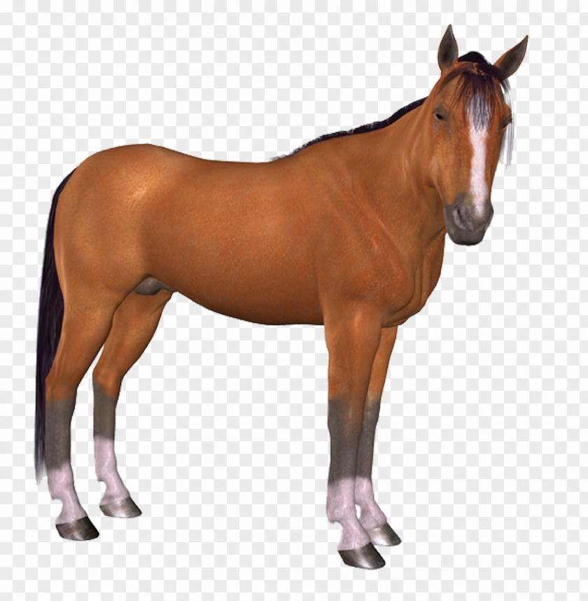 Horse Download Brush PNG