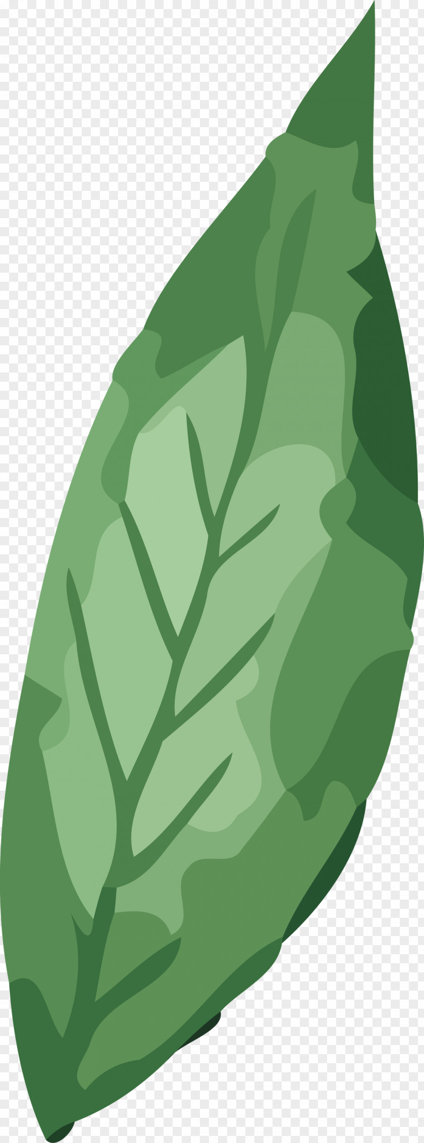 Leaf Vegetable Green Plant Structure Science PNG