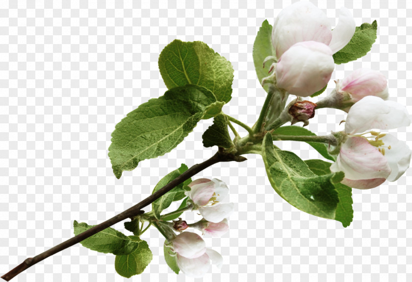 Spring Blossom Apples Tree Flower Clip Art PNG