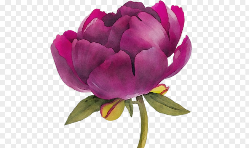 Chinese Peony Wild Watercolor Pink Flowers PNG