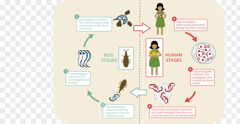 Diseases Brand Cartoon Diagram PNG