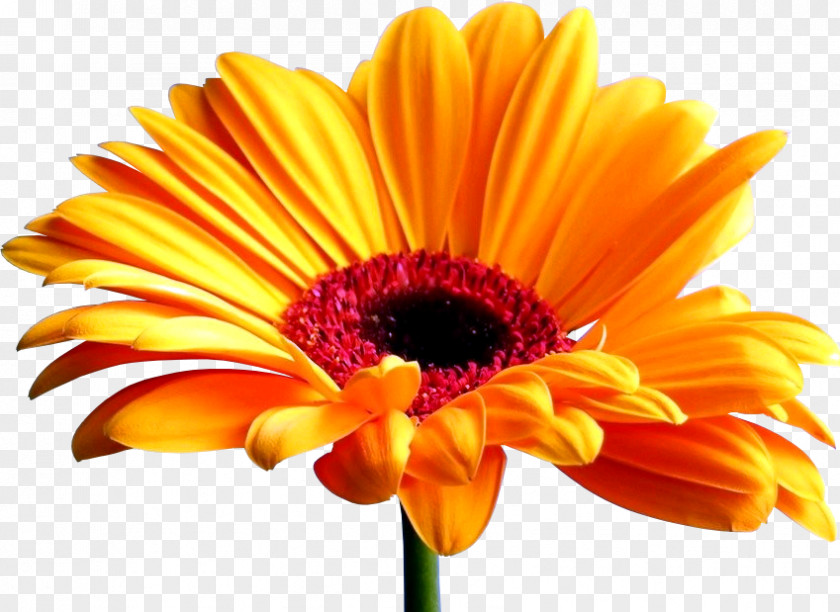 Flower Transvaal Daisy Desktop Wallpaper Common Sunflower Screensaver PNG