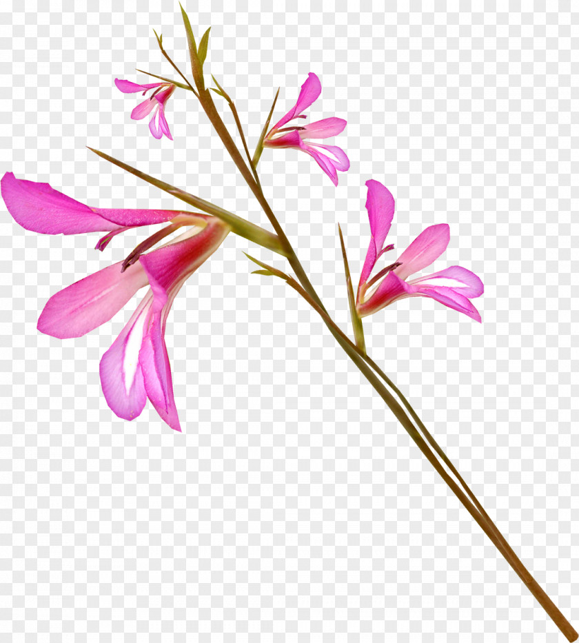 Gladiolus Flower Clip Art PNG