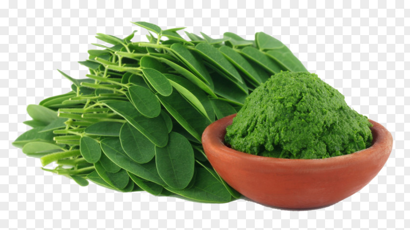 Moringa Drumstick Tree Nutrient Dietary Supplement Food PNG