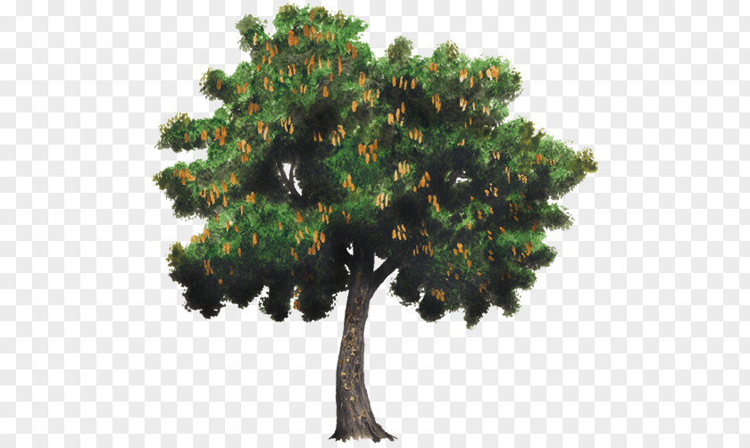 Tamarind Tree Spanish Lime Woody Plant PNG