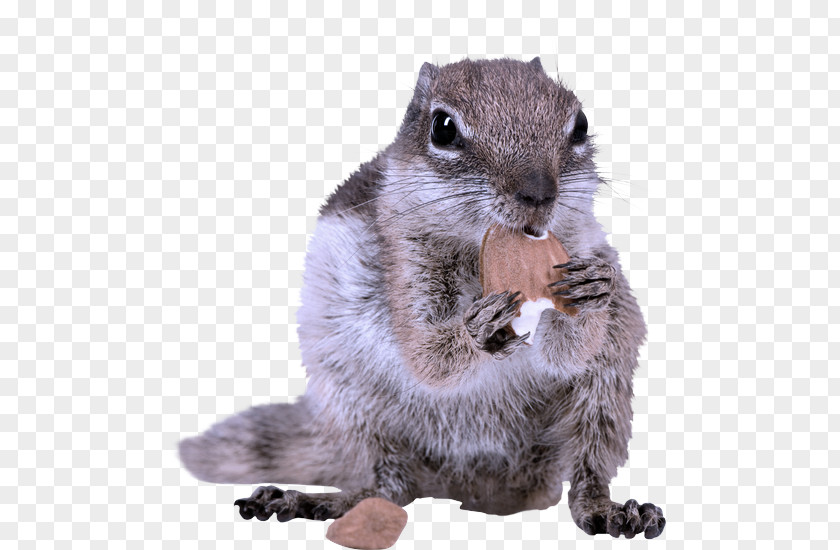 Fox Squirrel Squirrels Whiskers Snout Fur PNG