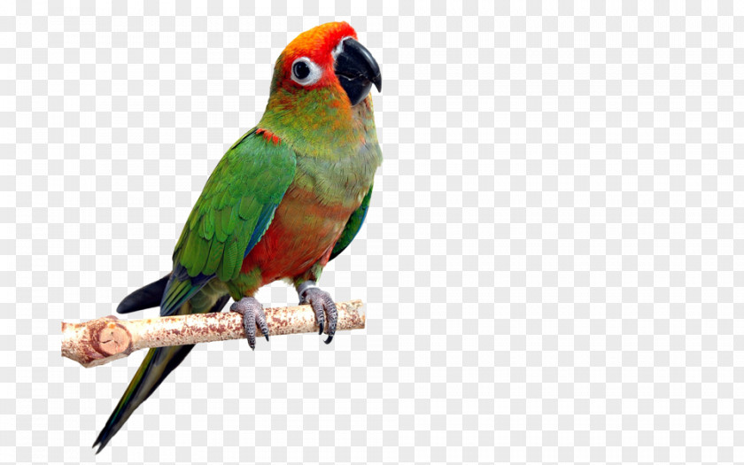 Parrot Bird Avian Veterinarian Conure PNG