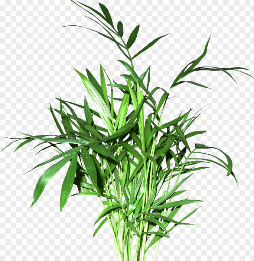 Pot Plant Bamboo Leaf Calligraphic Styles PNG
