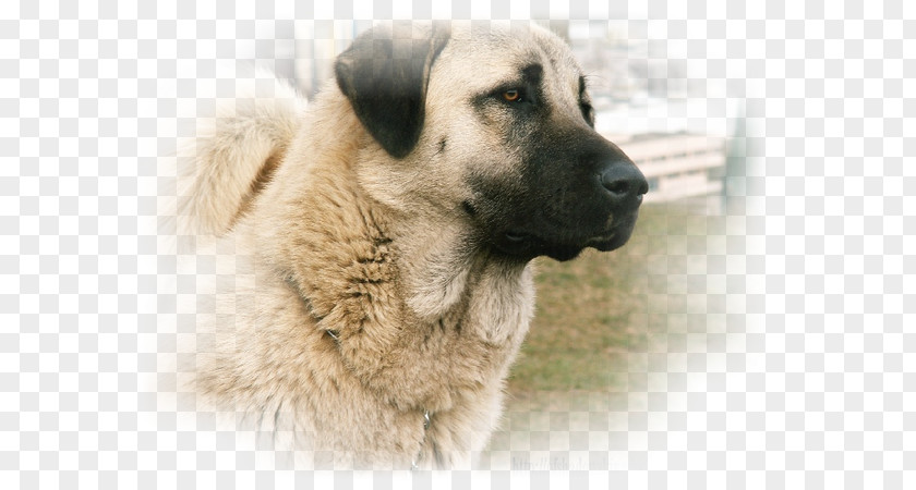 Puppy Dog Breed Anatolian Shepherd Kangal Herding PNG