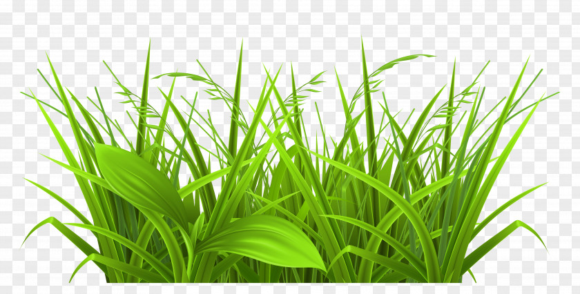 Field File Grasses Free Content Clip Art PNG