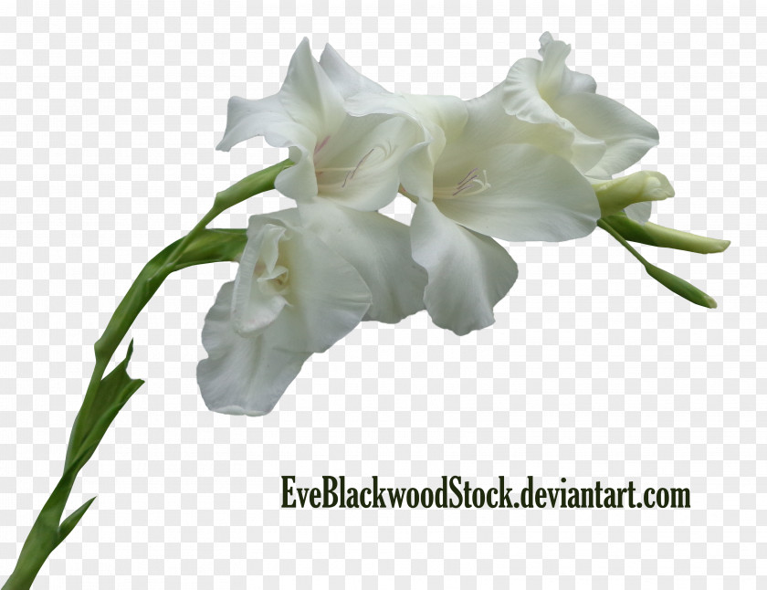Gladiolus Cut Flowers Plant Stem PNG