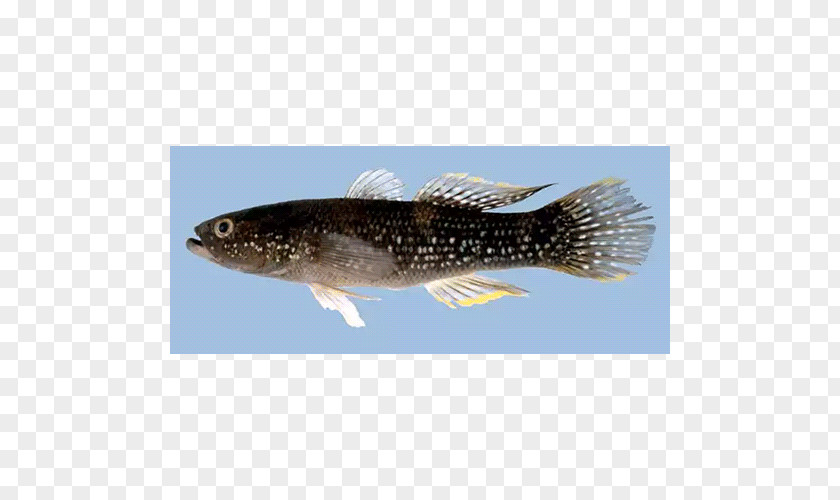 Sardine Fauna PNG